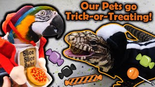 Our Reptiles go TrickorTreating in our Zoo [upl. by Cressy]