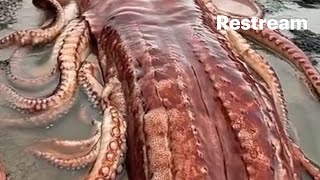 GIGANTIC CREATURES IN THE SEA looping video [upl. by Kaule]