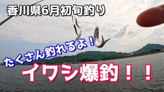 香川県6月初旬 イワシ爆釣！ [upl. by Landa]