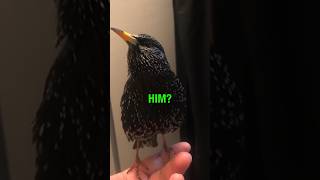 This Bird Sounds Like R2D2 🤖 [upl. by Poock696]