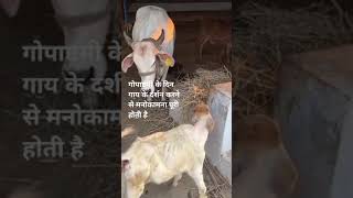 Shree krishna govind hare murarimotivation gaumata radhavallabh [upl. by Zabrina446]