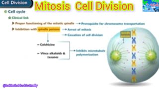 Cell Division 101Mitosis Explained  Phases of the Cell Cyclequot [upl. by Nnaaihtnyc]