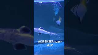 ikan ACIPENSER super aktifikan aquariumaquascape aquarium [upl. by Ominoreg]