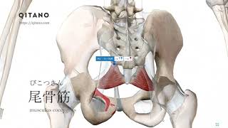 尾骨筋の解剖学図｜musculus coccygeus｜筋肉辞典47 [upl. by Elrahc]