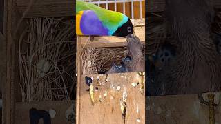 Gouldian Finch Male feeding his Chicks birds bird nature aviary [upl. by Hardner]