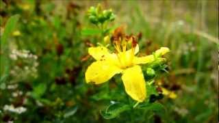 Imperforate St Johnswort Hypericum Maculatum Crantz  20120814 [upl. by Kittie]