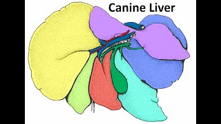 Anatomy of the canine liver [upl. by Euqinay633]