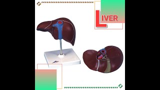 LIVER  ANATOMY MODEL 1 [upl. by Adnohsel]