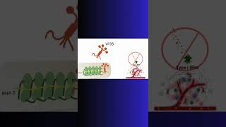 EBOLA VIRUS Viral Protein virus ebola immunity protein physiology pharmacology cell [upl. by Adoh]