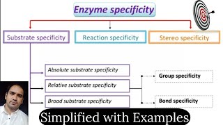 What is Enzyme specificityEnzyme specificity Definition amp Types of Enzyme specificity with examples [upl. by Nylsirhc]