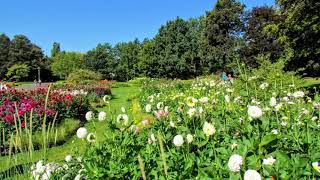 quot Herrliche Dahlien im BRITZER GARTENBERLIN 2016  Wolfgang Schmökel [upl. by Rednijar]