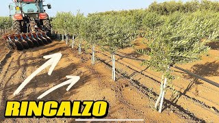 Rincalzo Oliveto Superintensivo  Aratro a dischi [upl. by Asilam]