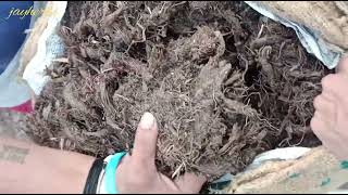 Nardostachys jatamansi  Jatamansi  जटामासी  Bal Chad  Indian Spikenard  Musk Root  jayherbs [upl. by Fabrianna]