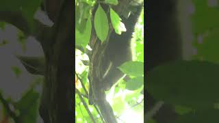 Lesser Anteater learn anteater lesser costarica education [upl. by Ibrik]