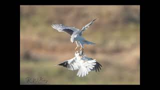 White Tailed Kite Vole Handoff [upl. by Hsac843]