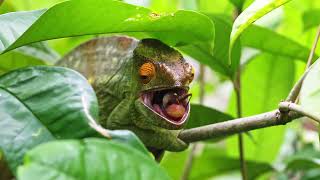 Parsons chameleon Calumma parsonii hunting in Madagascar [upl. by Firooc]