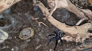 Socotra Island Blue Baboon Tarantula feeding Monocentropus balfouri [upl. by Palestine]