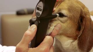 TonoVet Tonometer J1000  Canine [upl. by Lonier667]