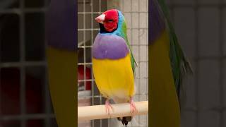 Gouldian Finch Singing  Bird Sounds  Aviary Birds birds bird nature animals pets animals [upl. by Oirretno]