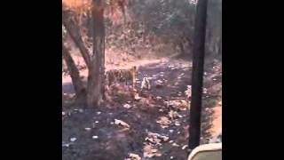 Tigress Killed Langur at Tadoba [upl. by Enirak]