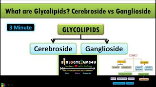 What are Glycolipids Difference between Cerebroside and Ganglioside  Lipids Part 5 [upl. by Wilie]