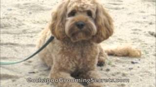 Cockapoo Grooming Styles [upl. by Troyes]