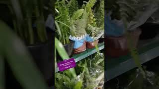 Plantas em promoção no Carrefour são paulo [upl. by Minnaminnie]