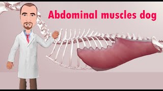 Abdominal Muscles and Rectus Sheath in the Dog [upl. by Oiretule]