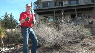 Pruning a Russian Sage to promote the best spring growth [upl. by Nagah843]