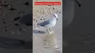 How Northern Fulmar Dance in Water [upl. by Onairpic441]