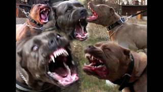 Andante Bandog vs Cat battle🔥LOL andantebandog andantebandogkennels [upl. by Nihcas135]