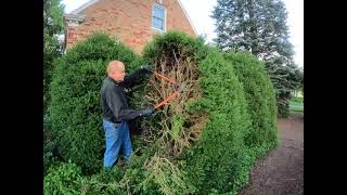 Boxwood pruning in summer how to cut back a big boxwood summer vs winter [upl. by Kenta902]