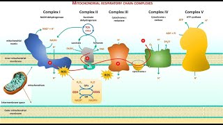 2 Cell biology  Electron Transport Chain ETC شرح بالعربي [upl. by Mikeb]