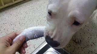 Pit bulls eat raw pollocks and silver sillago ASMR [upl. by Guthry62]