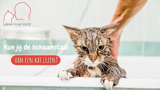 Lichaamstaal van een kat lezen [upl. by Dlanar732]