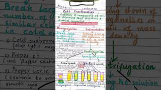 Cell Fractionation [upl. by Nicodemus420]