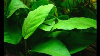 Anubias barteri var barteri quotBroadleaved Anubiasquot Care and Info [upl. by Maro439]