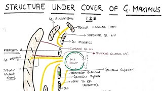 structure under cover of gluteus maximum with trendelenburgs sign  gluteal region  lower limb [upl. by Loy]