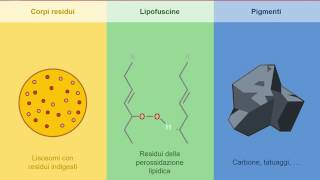 Autofagia e accumuli lisosomali [upl. by Lindblad]