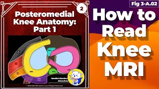 Fig 3A02 Posteromedial Knee Anatomy Part 1 [upl. by Sisenej172]