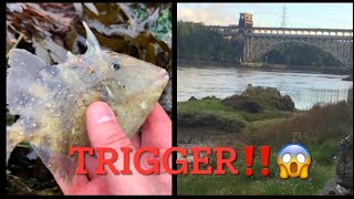 I rescued this RARE fish 😱👀 in the Menai straits  Lure fishing  North Wales [upl. by Nerrag955]