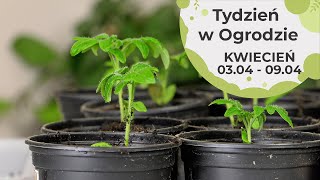 Kwiecień w ogrodzie Kalendarz ogrodnika na 0304  0904 Prace ogrodnicze w kwietniu [upl. by Muhcon]