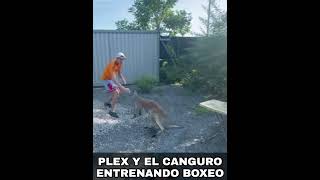 Plex y el canguro de Frank entrenando boxeo [upl. by Alimrahs]