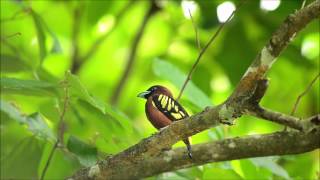 banded broadbill [upl. by On]