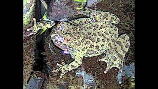 bombina e cynops orientalis deposizione uova toad triton amphibian spawning [upl. by Va]