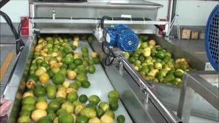 Lemon oil and juice extraction wmv [upl. by Bright933]