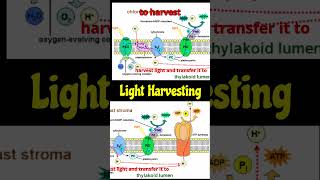 Chloroplast Arrangement amp LHSbiology bioethics scienceshorts factsplantphysiology Chloroplast [upl. by Ijic204]