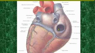 37 Posterior and inferior surfaces of the heart [upl. by Dorelia]