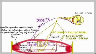 Muscle spindles basic mechanism of these stretch sensors [upl. by Aneral807]