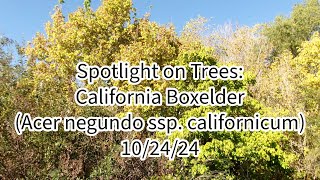 Spotlight on Trees California Boxelder Maple Acer negundo ssp californicum 102424 Santee Ca [upl. by Koloski]